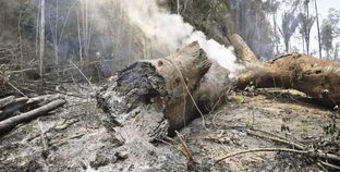 أعمدة الدخان تتصاعد من أشجار غابات الأمازون المحترقة