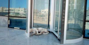 كلب ضال ينام فى مدخل البنك
