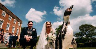 بريطاني يفاجئ عروسه ببطريق