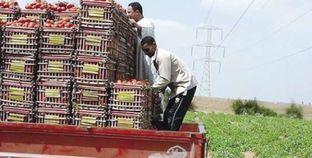 «رمضان» أثناء بيع الطماطم فى ميت عقبة