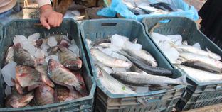 أسعار السمك البلطي