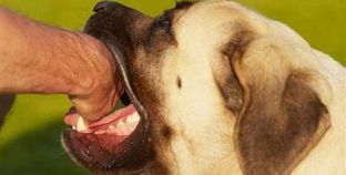 بالفيديو| مستشفى المنيرة ترفض علاج شاب عقره كلب: "ملكش مصل لو قعدت أسبوع"