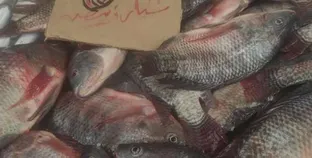 سوق الأسماك في بورسعيد