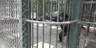 فيديو.. شمبانزي يعقم يده بالماء والصابون لمواجهة كورونا بالجيزة