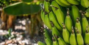 حظر "زراعة الموز": غضب بين الفلاحين والمختصون يرحبون