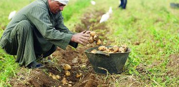 «الزراعة» قطاع أغفله الإصلاح