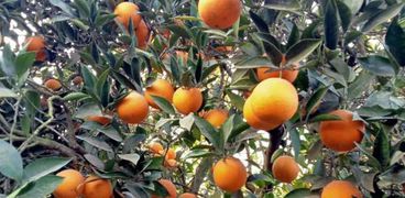 محصول البرتقال