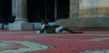 قطة بالجامع الأزهر