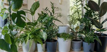 أفضل 5 نباتات يمكن زراعتها داخل المنزل في فصل الخريف