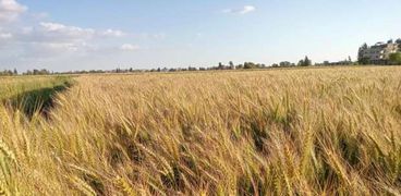 زراعة القمح بكفر الشيخ