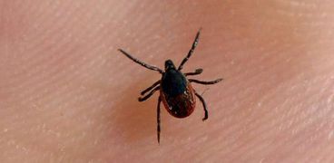 معلومات عن حشرة منزلية خطيرة تتغذى على دماء البشر