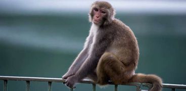 بعد فيديو القرد.. طبيب بيطري عن إثارة الحيوانات جنسيًا: "يدفعهم إلى الاكتئاب والانتحار"