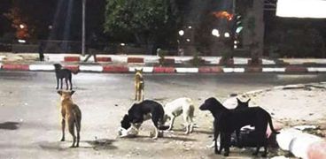الكلاب الضالة تنتشر فى شوارع أسوان
