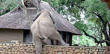 فيل أفريقي يعبر سور المنتجع الواقع بمحمية "لوانجوا" في زامبيا