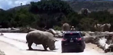 وحيد قرن أثناء هجومه على سيارة
