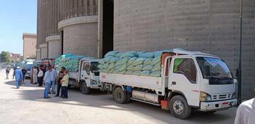 عمليات توريد القمح في المنيا