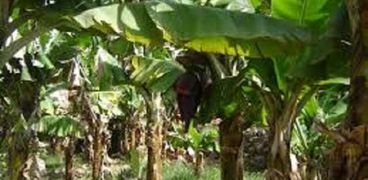 ضوابط جديدة لزراعة «الموز» بسبب نظام الرى