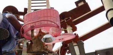 رجل إطفاء ينقذ قطا من أعلى برج اتصالات