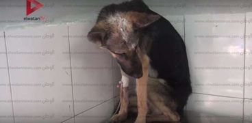 "ثورا".. كلبة انقذوها إيطاليتان ومصري من عنف الشارع