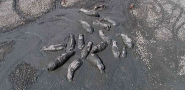 حيوانات تعاني من الجفاف الذي تعرضت له "بحيرة نجامي" في بوتسوانا