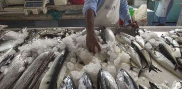 أسعار السمك اليوم السبت 23-2-2019 في مصر