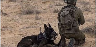 استخدام الكلاب في عمليات جيش الاحتلال الإسرائيلي