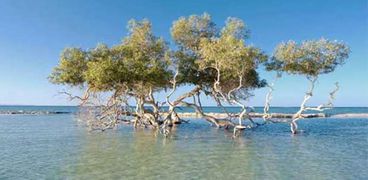 اشجار مانجروف ضمن غابة في البحر الاحمر
