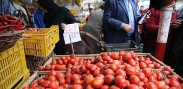 شعبة الخضر : لاتأثير لـ"الذبابة البيضاء" على الطماطم حتى الآن والأسعار