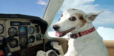 مسافر يرفع دعوة قضائية على شركة طيران بسبب كلب ضخم علقه في النافذة