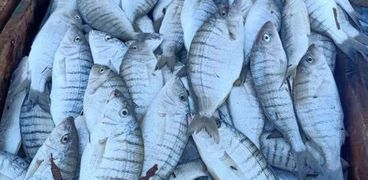 أسعار السمك اليوم السبت 25-3-2023 في الأسواق والمحلات