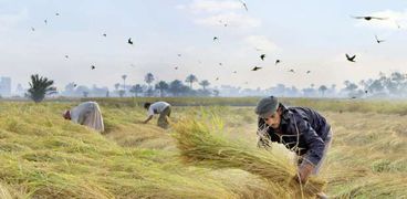 قرار وقف تصدير الأرز أثار غضب المزارعين
