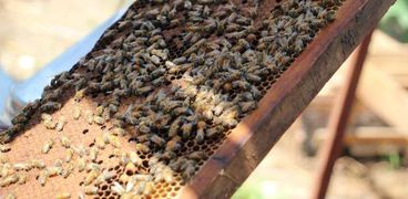 قطاع النحل من أهم القطاعات الحيوية للأمن الغذائي المصري