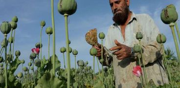 مزارع الخشخاش في أفغانستان