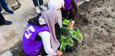 مشاركة شبابية لزراعة أشجار في كفر الشيخ
