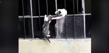 قطة تنقذ صغيرتها