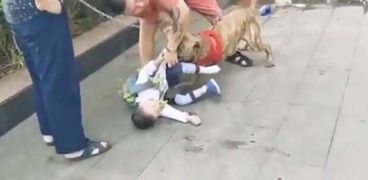 كلب شرس يهاجم طفل والمارة تنقذه بصعوبة