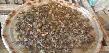 "الجلاجولا" تسيطر علي أسواق السمك بالإسكندرية في "شم النسيم"