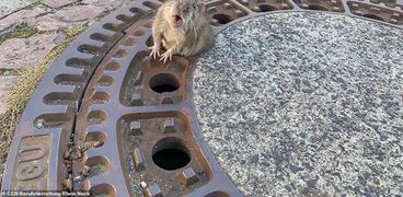 الفأر المحشور