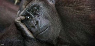 أكل الشمبانزي أدمغة صغار فرائسه أولا يقدم ادله حول تطور الإنسان