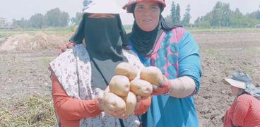 موسم حصاد البطاطس "ارشيفية"