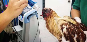 دجاجة مرعبة تعيش 7 أيام بعد قطع رأسها