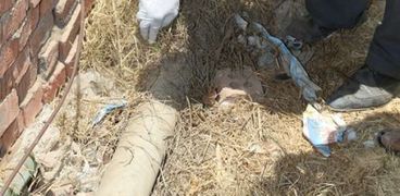 عمليات مكثفة لمتابعة الثعابين في قرية شبرا بخوم
