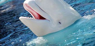 ضجة في الصين بسبب امرأة وضعت أحمر شفاه لحوت أبيض