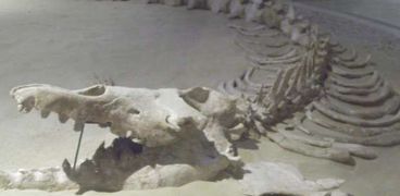 حفرية حوت الباسيليو سورس ايزيس فى متحف الحفريات بالفيوم
