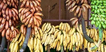 نبتة الإنست «الموز الكاذب»