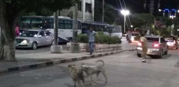 الكلاب الضالة تنتشر في شوارع المنيا