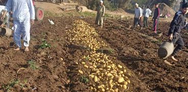 حصاد البطاطس