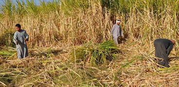 زراعة قصب السكر في مصر - صورة أرشيفية