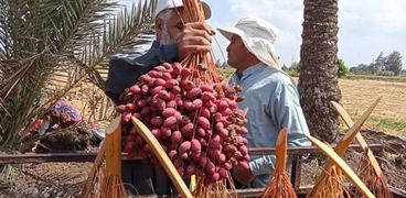 محصول البلح خلال توزيعه على أهالي قرية الروضة