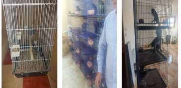 ضبط شخص بالإسكندرية يروج لبيع حيوانات وطيور مهددة بالانقراض